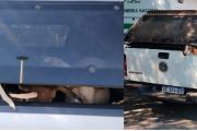 Cordobeses detenidos tras ser sorprendidas viajando con más de 20 perros y dos gallos en mal estado de salud