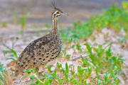 El Parque Nacional El Impenetrable se alista para recibir el "Big Day", reconocido evento de avistaje de aves